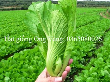Hạt giống Cải bẹ dưa ( Tòa Xại )