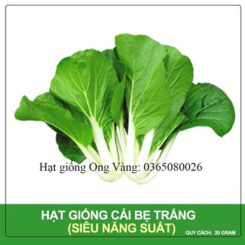 Hạt giống cải bẹ trắng