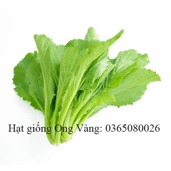 Hạt giống Cải bẹ xanh mỡ cao sản