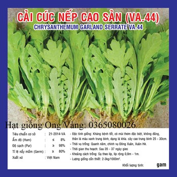 Hạt giống Cải cúc nếp cao sản