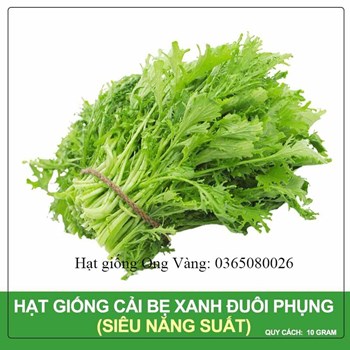 Hạt giống cải bẹ xanh ngọt đuôi phụng