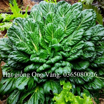 Hạt giống cải hoa hồng
