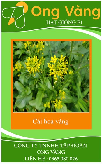 Hạt giống hoa cải dầu vàng