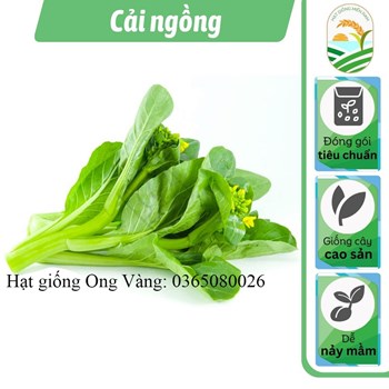 Hạt giống Cải Ngồng ( Cải ngọt bông ) PN