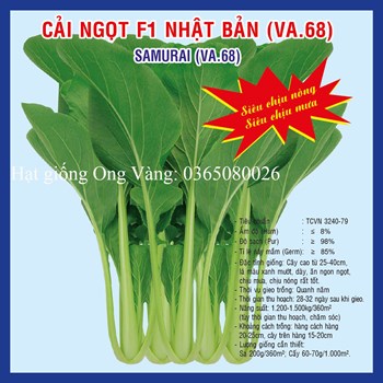 HẠT GIỐNG CẢI NGỌT