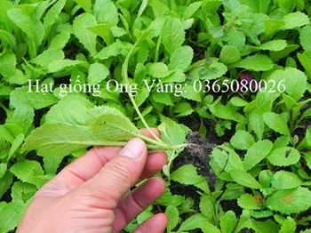 Hạt giống Cải Ăn Non Baby