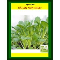 Hạt giống Cải ăn non Nhật