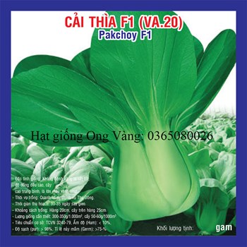 Hạt giống cải thìa