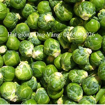 Hạt giống bắp cải tí hon