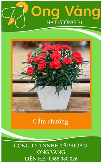 Hạt giống hoa cẩm chướng kép Mix
