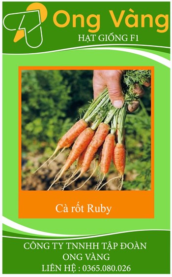 HẠT GIỐNG CÀ RỐT RUBY F1