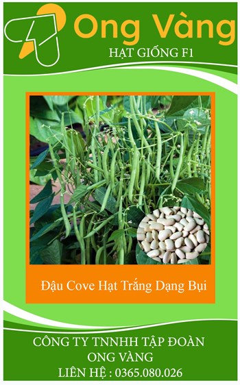 Hạt Giống Đậu Cove Hạt Trắng Dạng Bụi