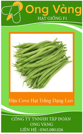 Hạt Giống Đậu Cove Hạt Trắng Dạng Leo