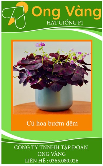 Củ giống hoa bướm đêm