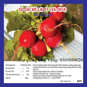 Hạt giống củ cải đỏ Little Angle