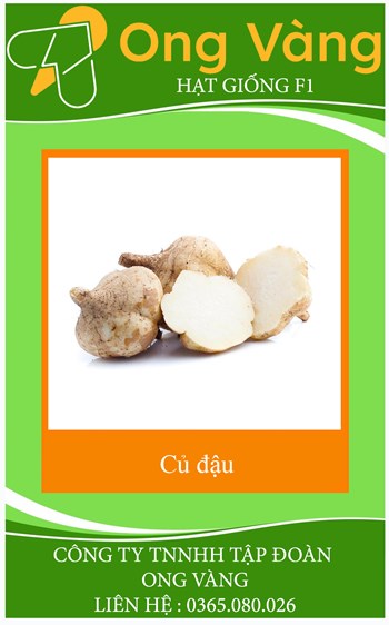 HẠT GIỐNG CỦ ĐẬU