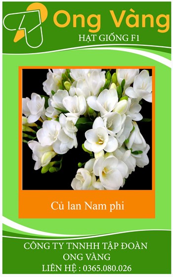 Củ Giống Hoa Lan Nam Phi