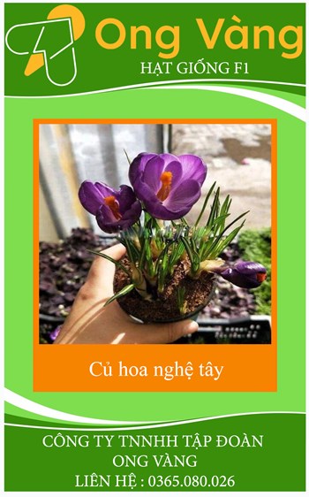 Củ Giống Hoa Nghệ Tây