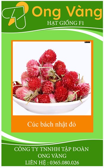 Hạt giống hoa Bách nhật đỏ