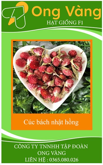 Hạt giống hoa Cúc Bách nhật màu Hồng