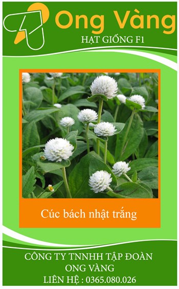 Hạt Giống Hoa Cúc Bách Nhật Trắng