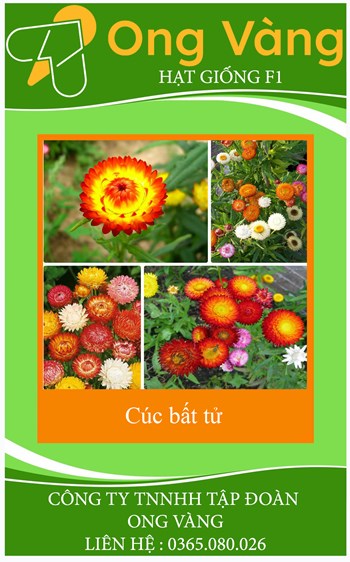 Hạt Giống Hoa Cúc Bất Tử Mix Nhiều Màu
