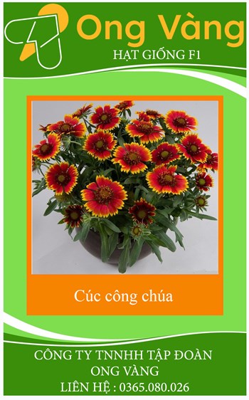 Hạt Giống Hoa Cúc Công Chúa Mix