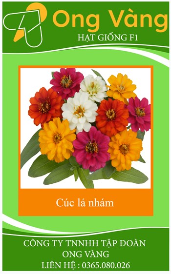 Hạt Giống Hoa Cúc Lá Nhám