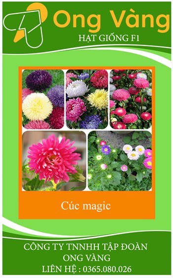 HẠT GIỐNG HOA CÚC MAGIC