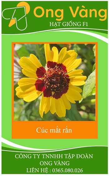 Hạt giống hoa cúc mắt rắn