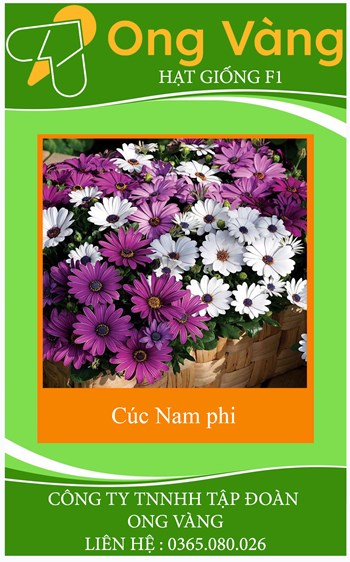 Hạt giống Hoa Cúc Châu Phi Mix