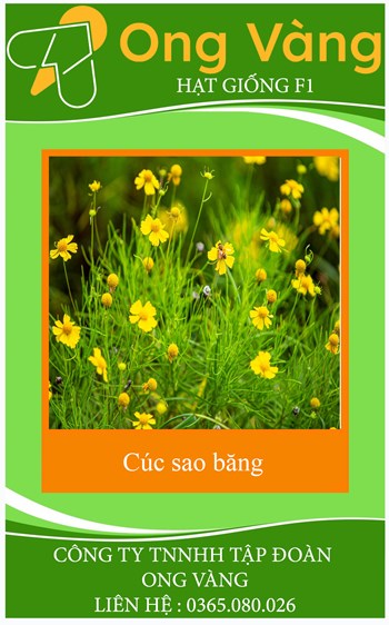 Hạt Giống Hoa Cúc Sao Băng