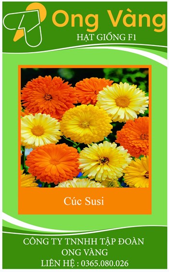 Hạt giống hoa cúc susi