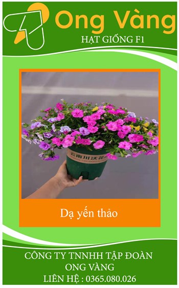 HẠT GIỐNG HOA DẠ YẾN THẢO