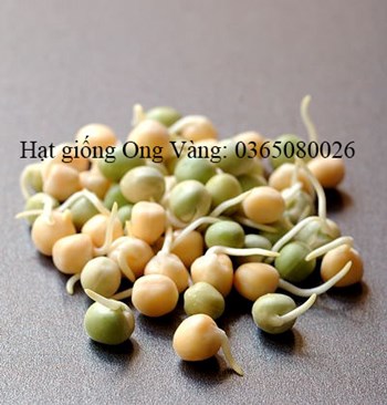 Hạt giống mầm đậu Hà Lan