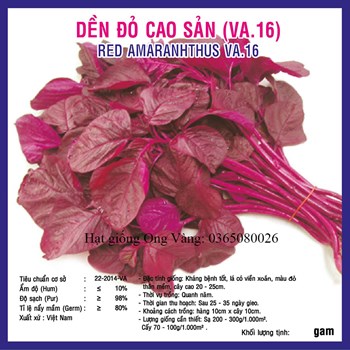 Hạt giống Dền Đỏ Cao Sản
