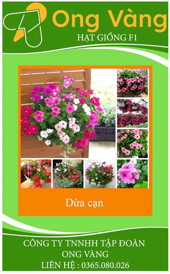 Hạt giống hoa dừa cạn mix màu