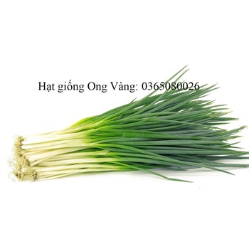 Hạt giống hành lá gốc trắng