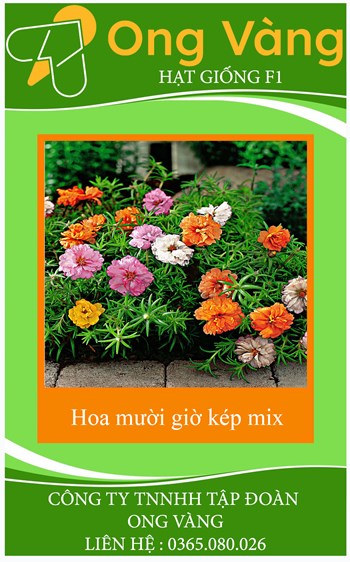 Hạt Giống HOA MƯỜI GIỜ Kép mix nhiều màu