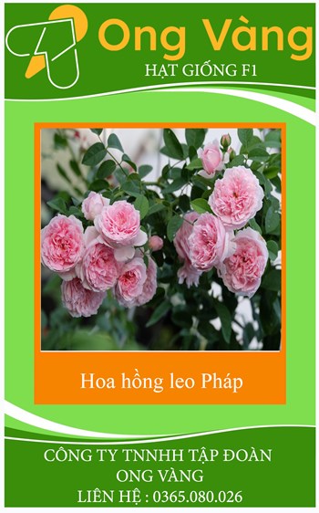 Hạt giống hoa hồng leo Pháp mix
