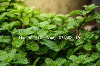 Hạt giống Bạc hà âu (Húng Lũi)
