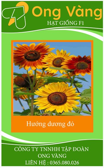 Hạt giống hoa hướng dương đỏ