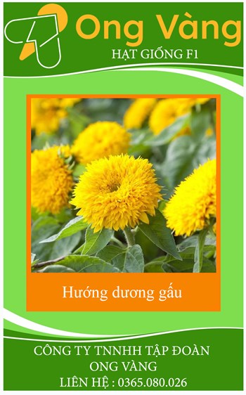 Hạt giống hoa hướng dương gấu