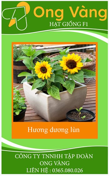 Hạt giống hoa Hướng Dương Lùn
