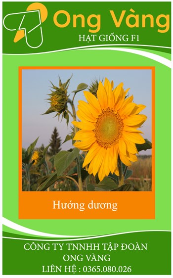 Hạt giống hoa hướng dương vàng cao