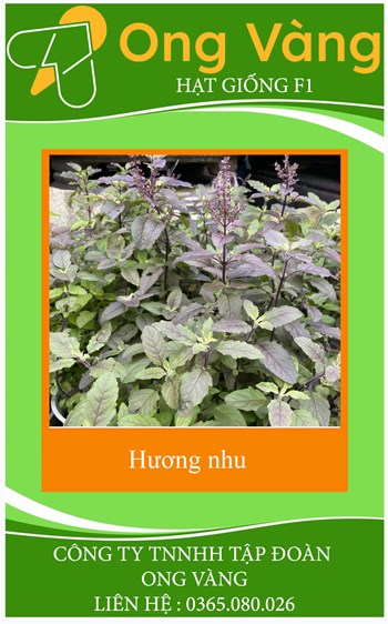 Hạt Giống Hương Nhu