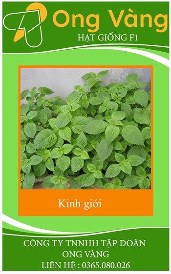 Hạt giống Rau kinh giới