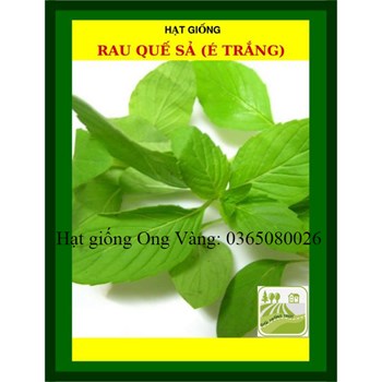 Hạt giống rau thơm sả (é trắng)
