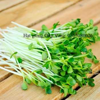 Hạt giống rau cải mầm