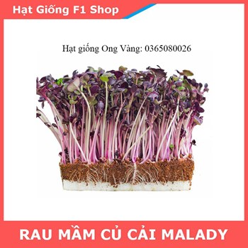 Hạt giống mầm cải củ MALADY